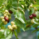 대추나무 이미지