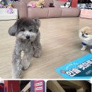 (주)마루펫 네이버블로그