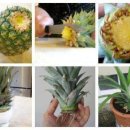 파인애플 이미지