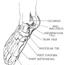 발과 발목 관절, 뼈의 촉진 (bony palpation) 이미지