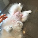 Just Grooming 이미지