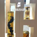 진안 인삼재배 문화 | 산약초전시관 진안군 진안읍 | 마이산 북부 가볼만한곳 여행코스