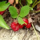 죽엽산농장 이미지