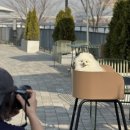 현대애견 이미지