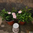 인터넷 배우기 | 인터넷으로 식물 쇼핑하기! 심폴 이용 후기