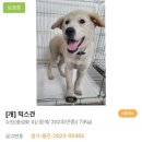 소망자원 | 용인시동물보호센터 유기견 자원봉사 신청부터 후기까지 전부 알려드려요