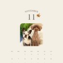 바나나 반려견 미용실 이미지