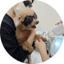 윤신근박사동물병원 | 송파동물병원 추천 : 노령견 심장 초음파, 건강검진 직접 다녀온 후기