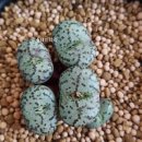 스테이너와 이미지