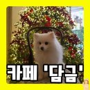 성내제6교 왼쪽 | 강동구 둔촌동역 3번출구 근처 반려동물동반 가능 카페 '담금' 붕붕이네 트리사냥 성공후기!