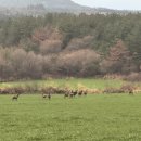 풍성갈비&조개구이 | 표선맛집 저녁으로 흑돼지갈비문어삼합 제대로 즐긴 사계바다 통갈치조림구이 제주표선점