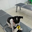 성서종합동물병원 이미지