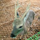 또 와흘 이미지