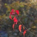 도산원탕 이미지