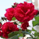 우장산동 이미지