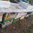 허니농장 이미지