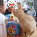 파리바게뜨 아기상어 케이크! 카카오톡 주문하기 후기!