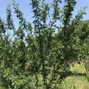 청구농장 이미지