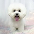 몽벨로 펫 케어센터 이미지