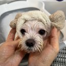 비전동 소로 3-43 | [평택 지제역 애견미용] 71 함께할 개: 스트레스 없는 가위컷 전문! 미용 유목민이 정착한 리얼 후기