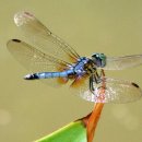 잠자리(Dragonfly)