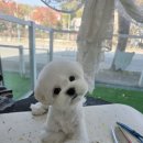 나나펫살롱 이미지