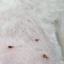 로이동물병원 이미지