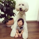 마메루 이미지