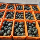 정솔농장 이미지