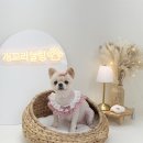 예뿐강아지 | 순천 서면 애견미용 개꼬리살랑에서 포메 전체클리핑+펫아로마테라피 만족 후기