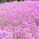 진달래약수터 이미지