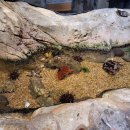 씨 라이프 | [호주/시드니] 씨 라이프(Sea Life) 아쿠아리움 - 바위 웅덩이 구역(Our Rockpool Zone) 관람 후기