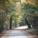 가을가볼만한곳 의성 고운사, 사촌은행나무숲, 조문국사적지, 산운생태공원 이미지