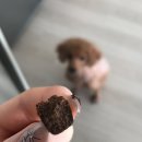 폴라 | 강아지 영양제 추천 정서적 안정 효과 간식 폴라밸런스 후기