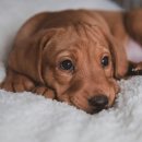 포인트동물의료센터 이미지