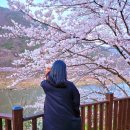 의총로 | 올해 구례 300리 벚꽃길부터 하동 화개장터 벚꽃축제까지 달린 후기