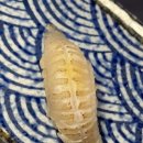 이조초밥
