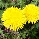 우리산약초 이미지