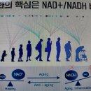 역 노화 물질＜NMN(nicotinamide mononucleotide)＞ 이미지