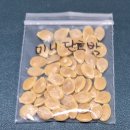 미니단호박.아욱 이미지