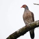 Scaled Pigeon 이미지