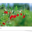 구기자 약초시장 이미지