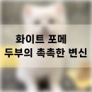 블루큐브 | 포메라니안 털관리의 중요성｜화이트 포메 두부의 딥클렌징 &amp; 고보습 케어 후기
