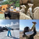 대관령스노우펜션 | 평창 겨울 여행지, 대관령 애견동반 숙소 추천, 강원도 송어축제, 스키장 할인 맛집 가볼만한곳 코스...