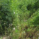 완두콩스테이 이미지