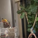 디디그루밍 이미지