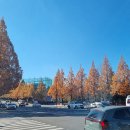 종합운동장 메타세콰이어길 이미지