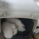 부자캔넬 이미지