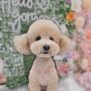 웰니스 펫 미용실 이미지