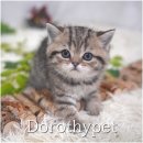 장화신은 고양이 & 강아지 미용 | 성주 브리티쉬숏헤어 분양 처음 본 순간부터 왠지 모를 강한 끌림